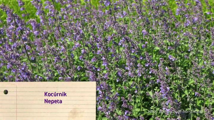 NOva zahrada - kocurnik